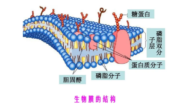 美贏環(huán)保解析生物膜結(jié)構(gòu)及凈水機(jī)理
