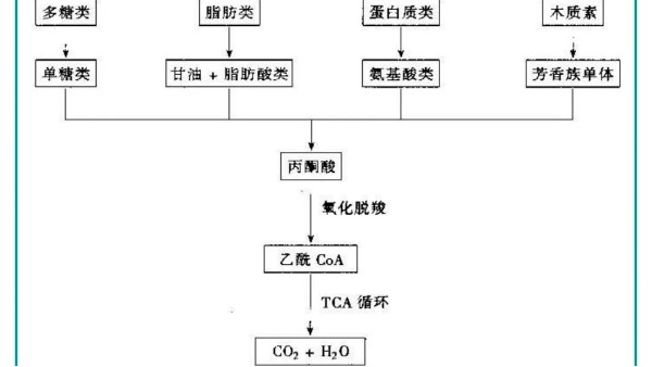 好氧生物處理有機物的降解途徑